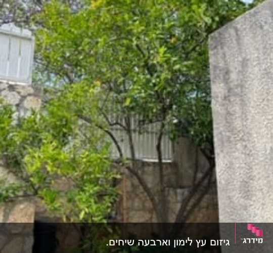 עץ עם ענפים ירוקים בחצר